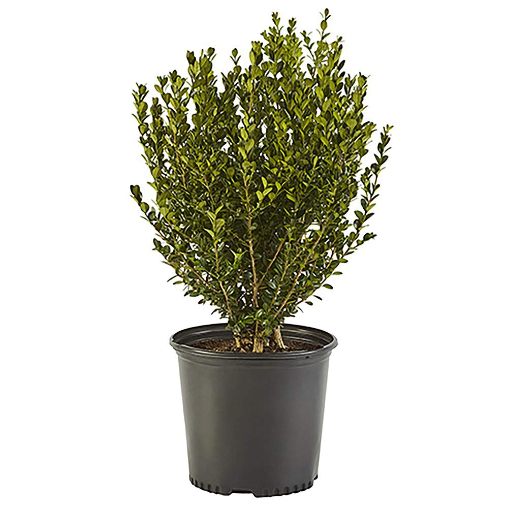 1-Gallon Live Shrub Wintergreen Boxwood $12.84 Free Shipping w/ Prime or on $35
