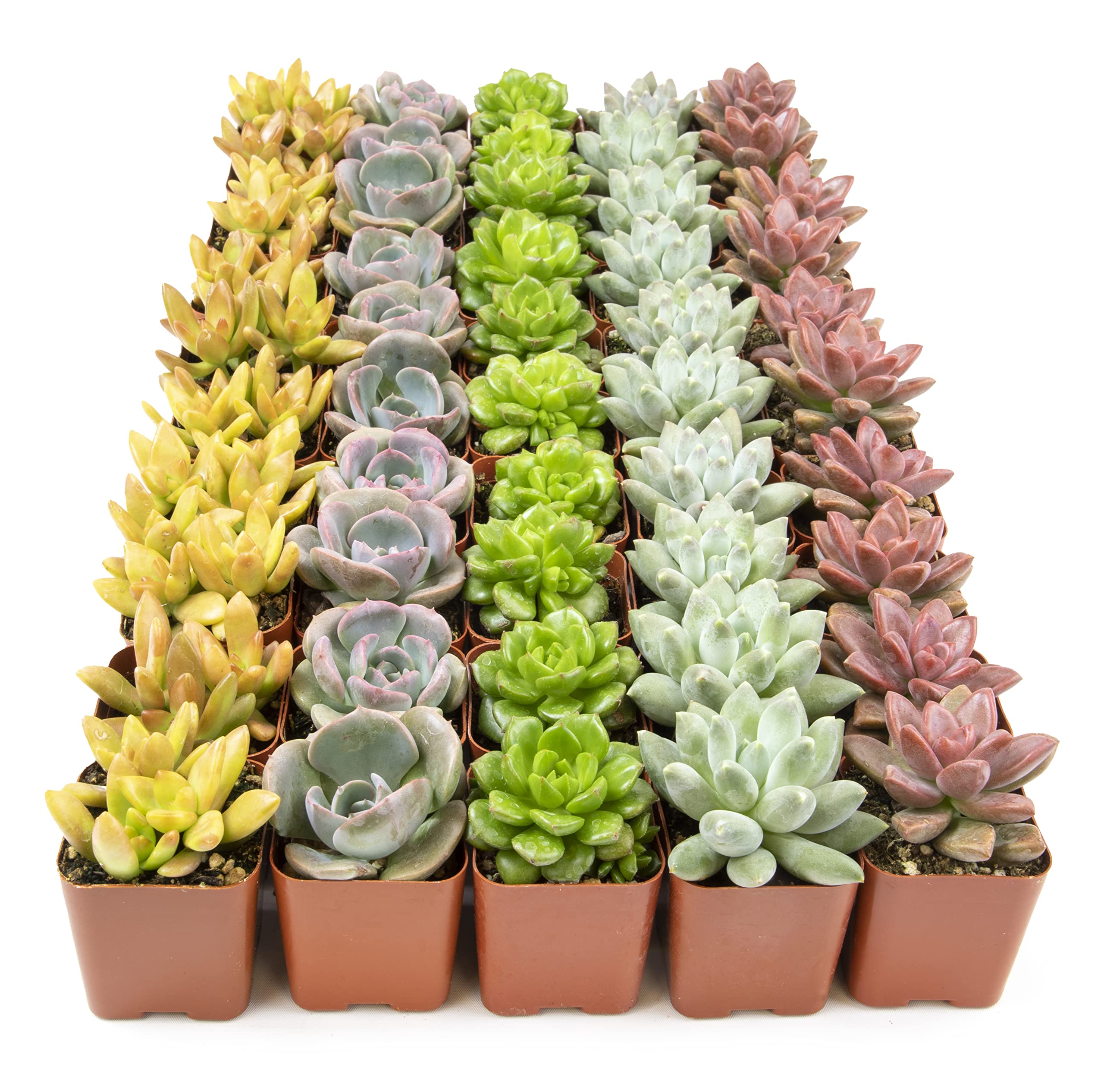 50-Pack Plants for Pets Live Succulents Houseplants Bulk Plant Tray $53.95 More Free Shipping w/ Prime
