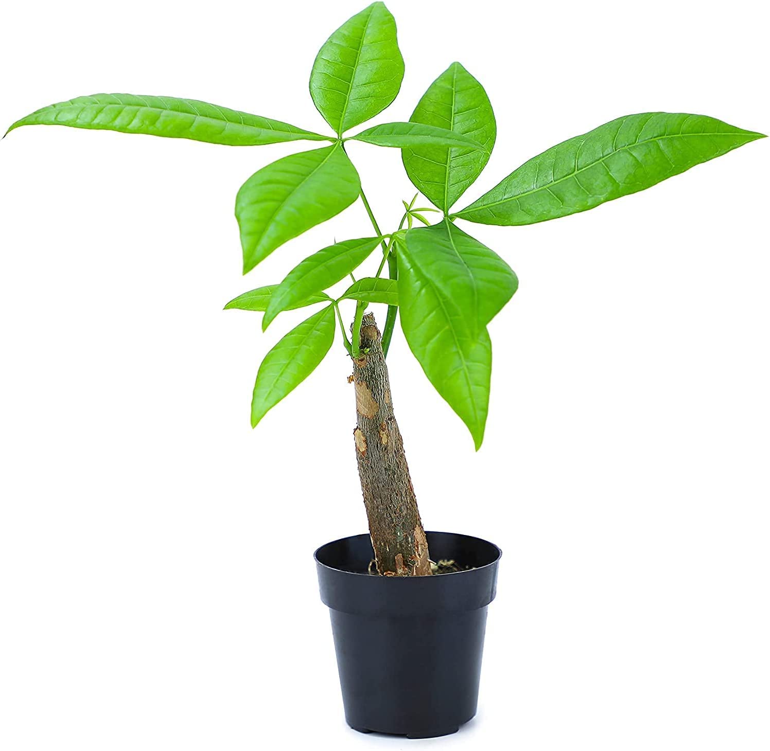 8 Altman Plants Money Tree Live Plant w/ 2.5 Grow Pot $11.86 Free Shipping w/ Prime or on $35